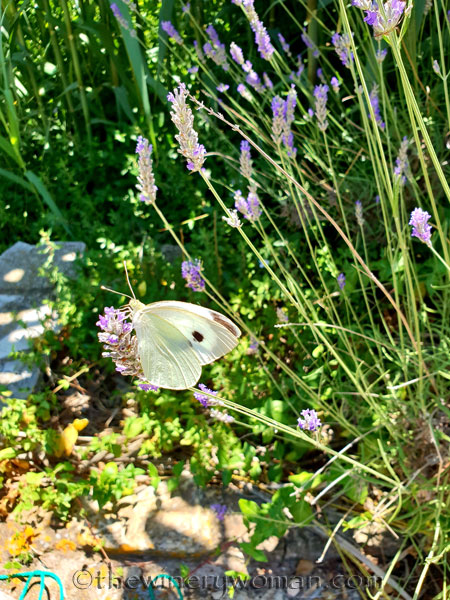 Lavender_7.13.18_TWW