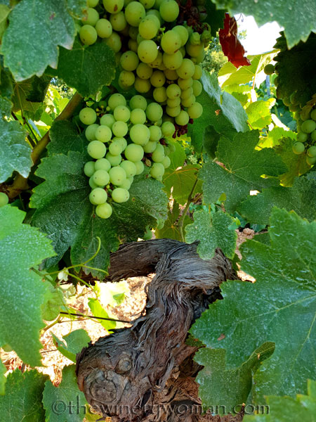 Vineyard10_7.21.18_TWW