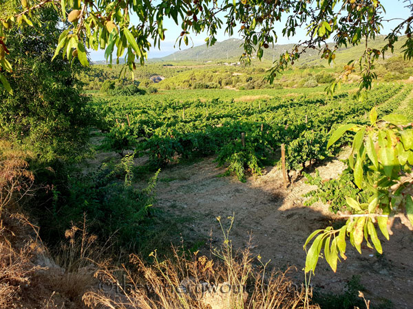 Vineyard11_7.21.18_TWW