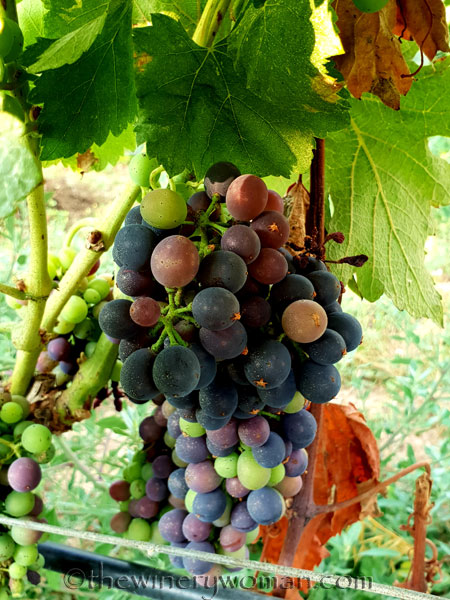 Vineyard11_7.29.18_TWW