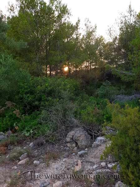 Vineyard12_7.15.18_TWW