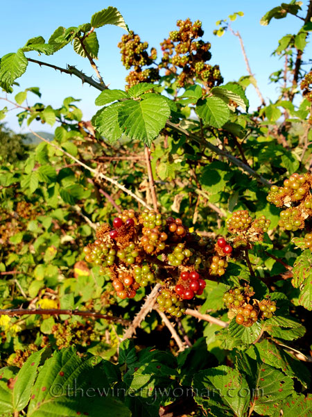 Vineyard12_7.21.18_TWW