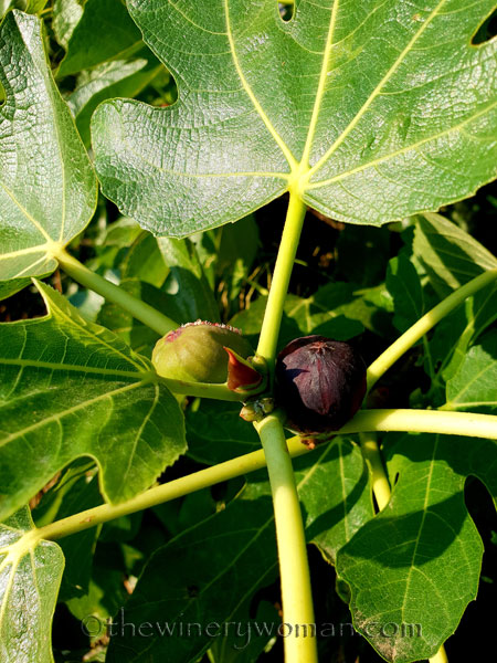 Vineyard13_7.21.18_TWW