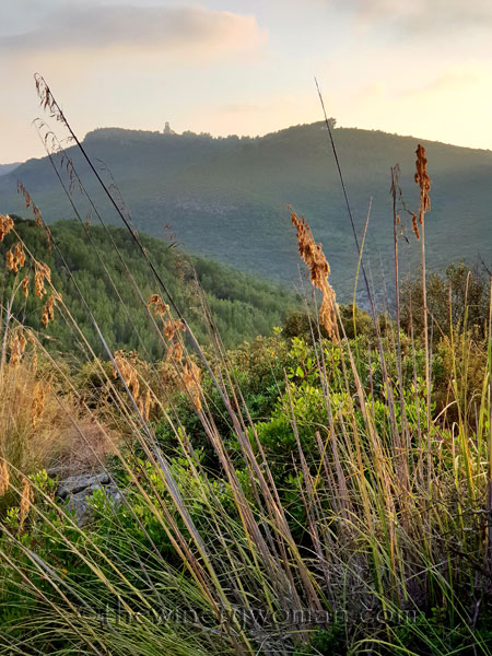 Vineyard14_7.15.18_TWW