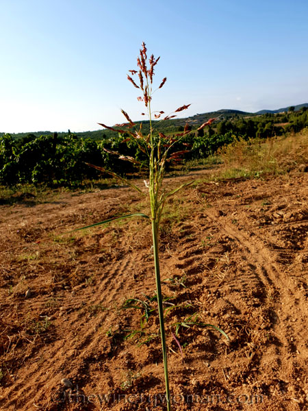 Vineyard18_7.21.18_TWW