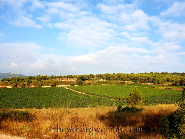 Vineyard18_7.29.18_TWW