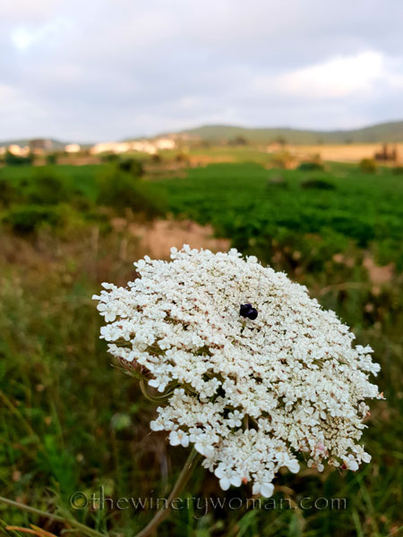Vineyard19_7.15.18_TWW