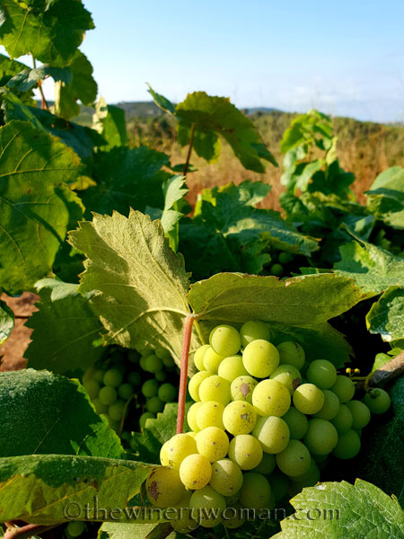 Vineyard19_7.21.18_TWW