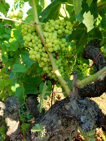 Vineyard20_7.21.18_TWW