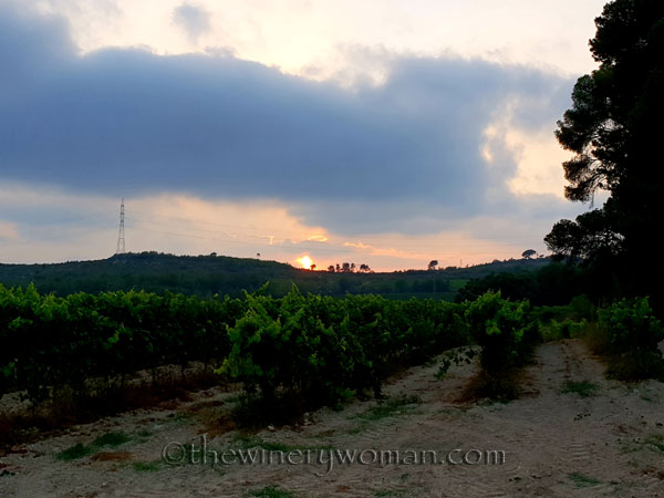 Vineyard21_7.15.18_TWW