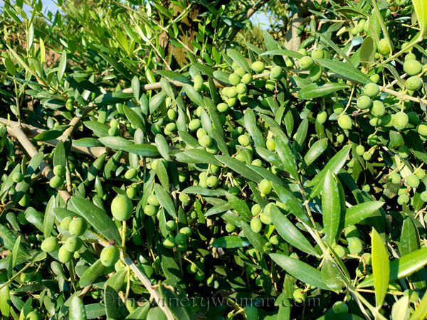 Vineyard22_7.21.18_TWW