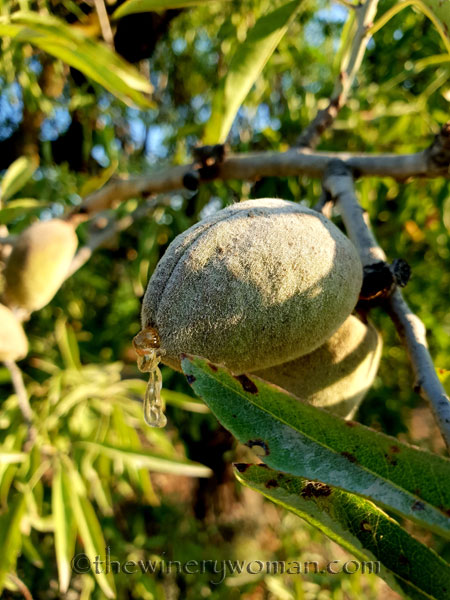 Vineyard24_7.21.18_TWW