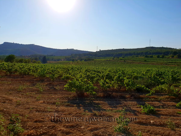 Vineyard2_7.19.18_TWW