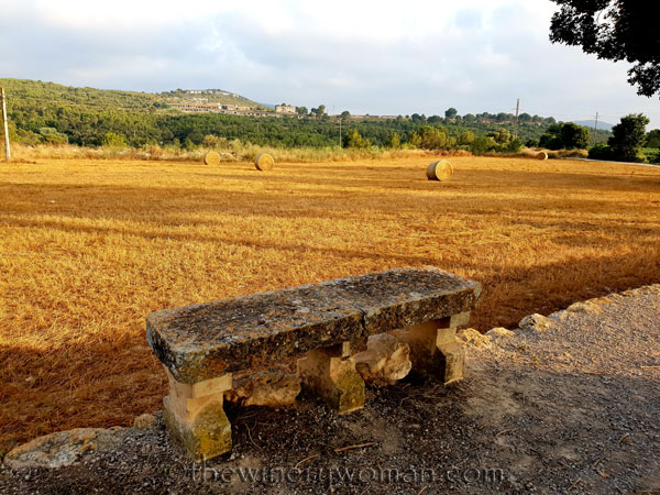 Vineyard3_7.15.18_TWW