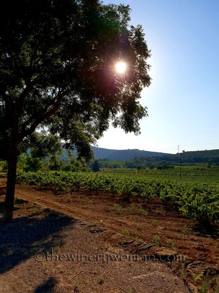 Vineyard3_7.19.18_TWW