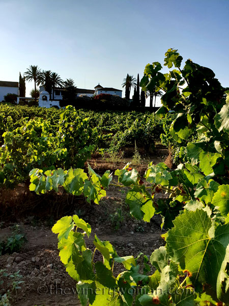 Vineyard3_7.21.18_TWW