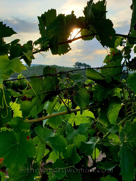 Vineyard3_7.29.18_TWW