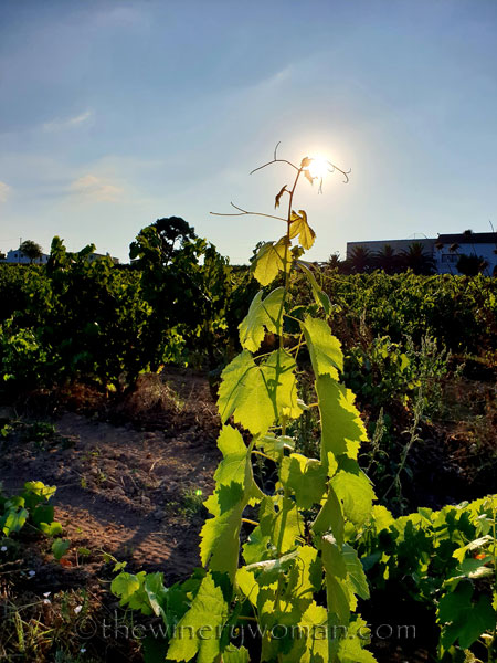 Vineyard4_7.21.18_TWW