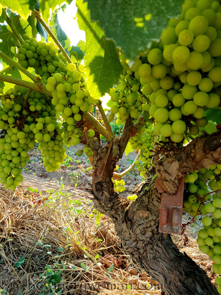 Vineyard6_7.21.18_TWW