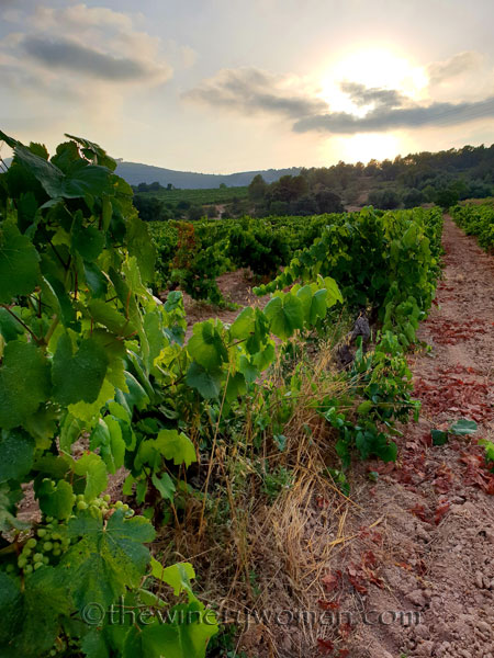 Vineyard7_7.15.18_TWW