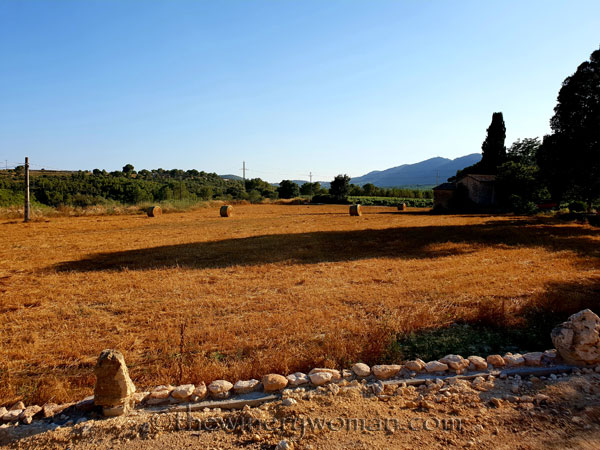 Vineyard7_7.19.18_TWW