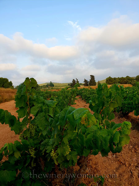 Vineyard9_7.15.18_TWW