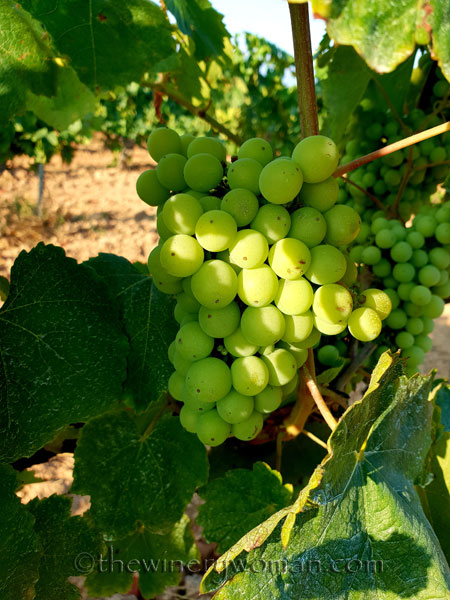 Vineyard9_7.21.18_TWW