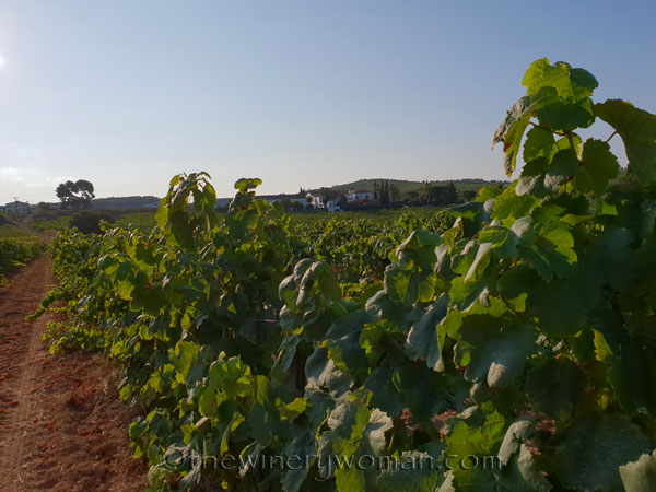 Vineyard_7.21.18_TWW