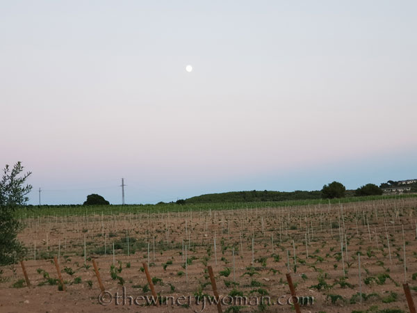 Vineyard_7.25.18_TWW