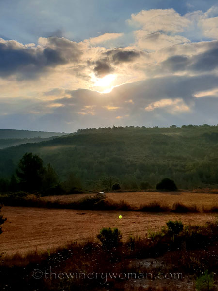 Vineyard_7.29.18_TWW