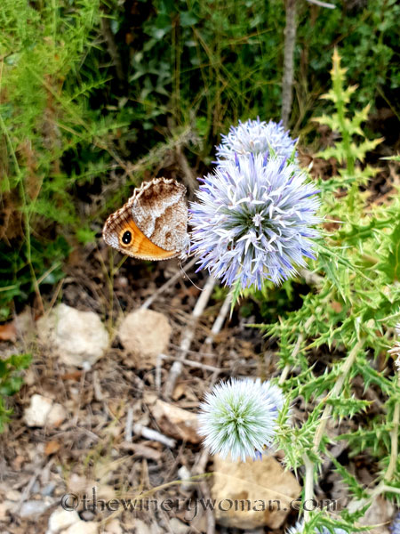 Critters2_8.5.18_TWW