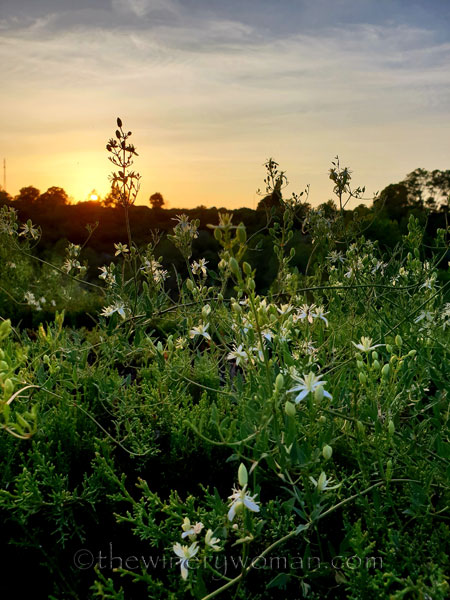 Dinner-and-a-movie6_8.10.18_TWW