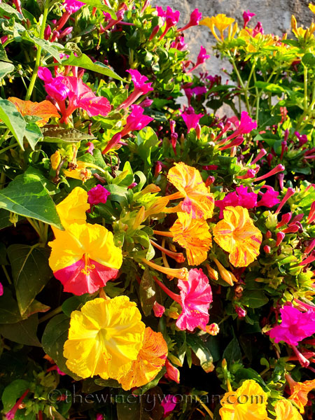 Flowers2_8.22.18_TWW