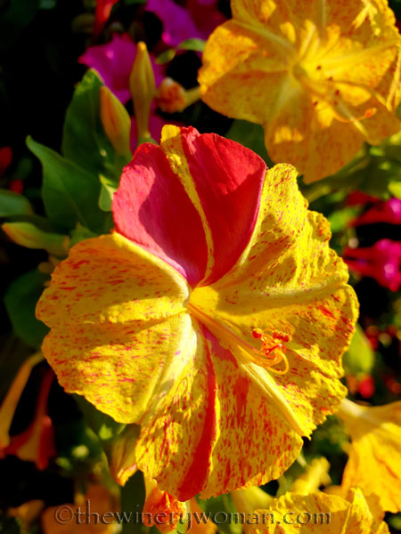 Flowers5_8.22.18_TWW