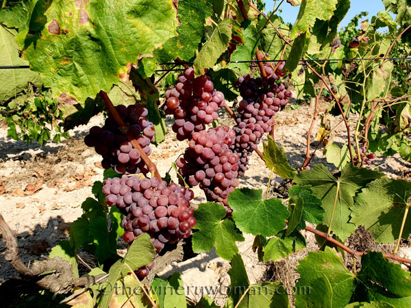 Grapes10_8.24.18_TWW