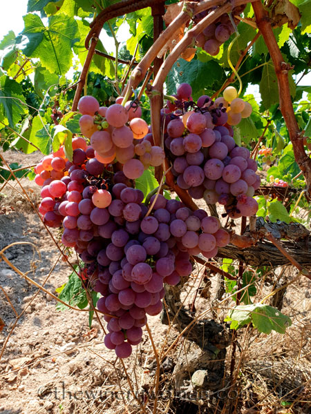 Grapes12_8.24.18_TWW