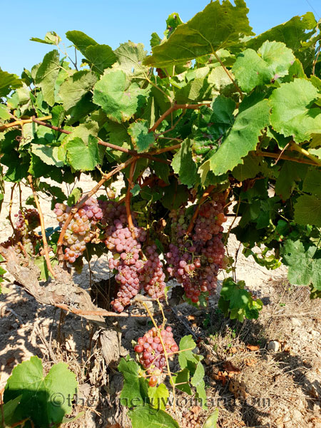 Grapes19_8.24.18_TWW