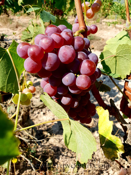 Grapes21_8.24.18_TWW