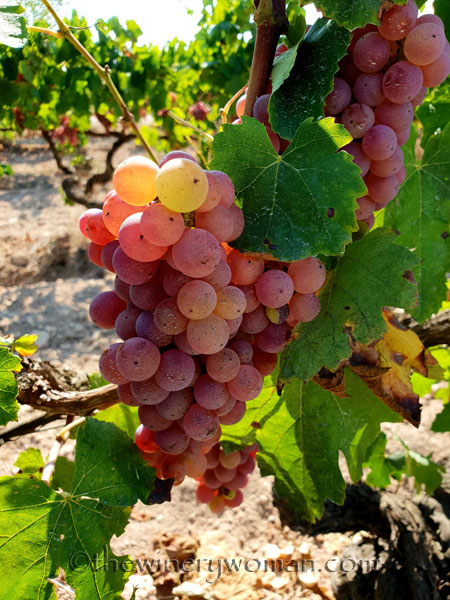 Grapes25_8.24.18_TWW