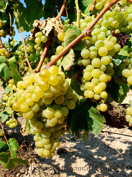 Grapes28_8.24.18_TWW