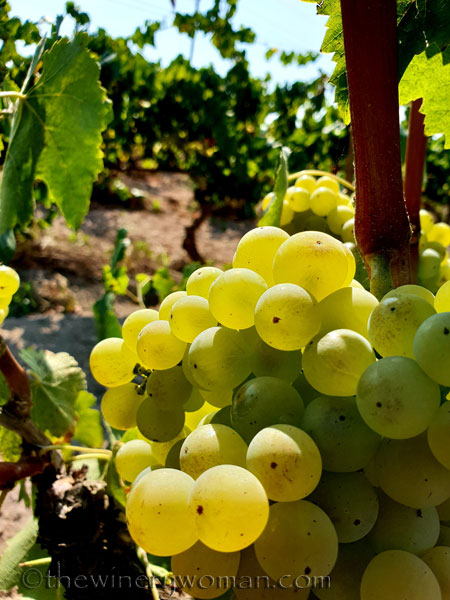 Grapes30_8.24.18_TWW