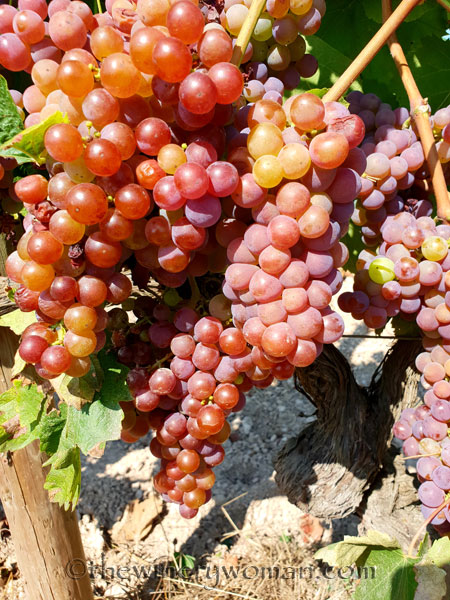 Grapes36_8.24.18_TWW