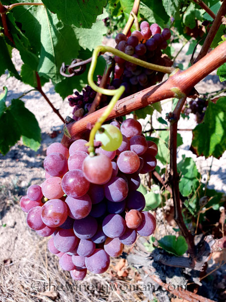 Grapes9_8.24.18_TWW