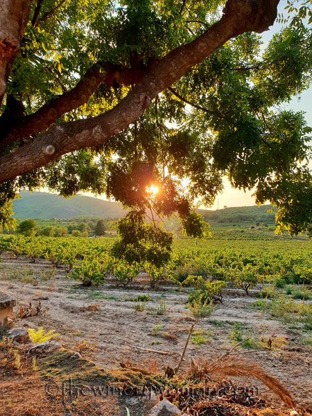 Sunlight-vines-and-wine2_8.21.18_TWW