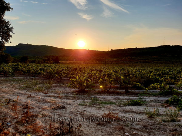 Sunlight-vines-and-wine6_8.21.18_TWW