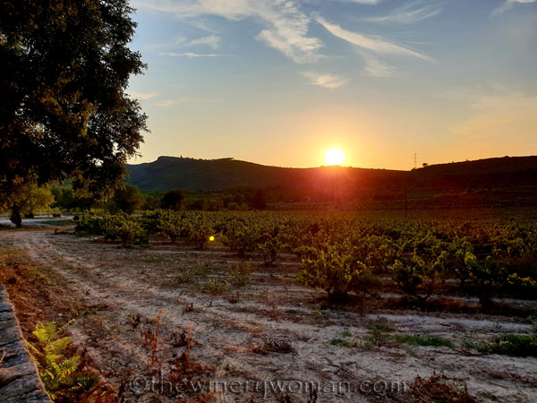 Sunlight-vines-and-wine7_8.21.18_TWW