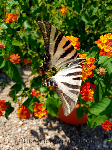 Swallowtail3_8.5.18_TWW