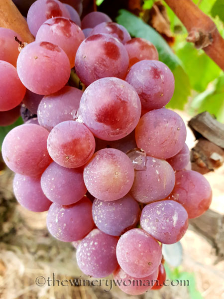 Vineyard14_8.31.18_TWW