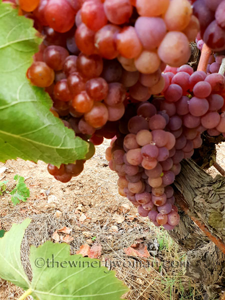 Vineyard17_8.31.18_TWW