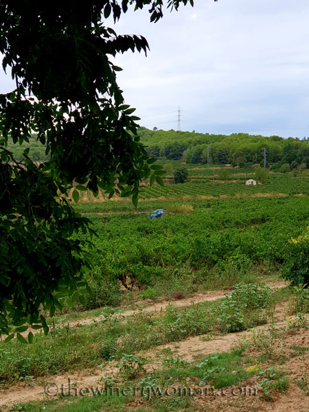 Vineyard2_8.17.18_TWW